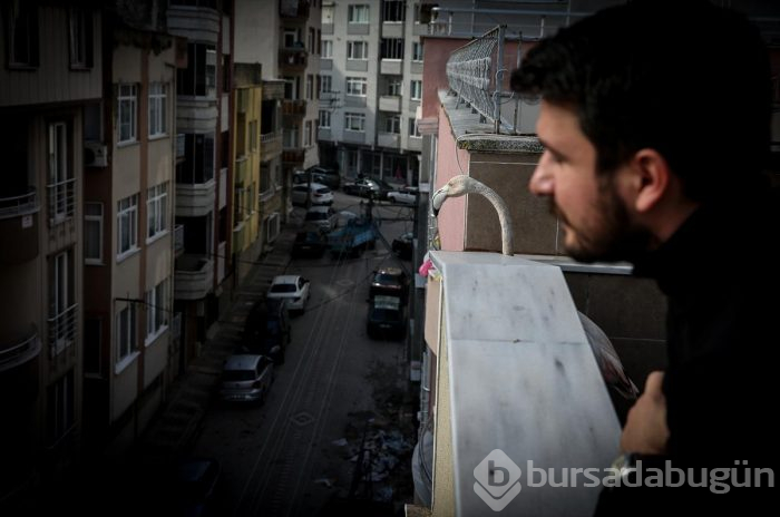 Yaralı flamingo ve yavru baykuşa evinde bakıyor
