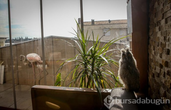 Yaralı flamingo ve yavru baykuşa evinde bakıyor
