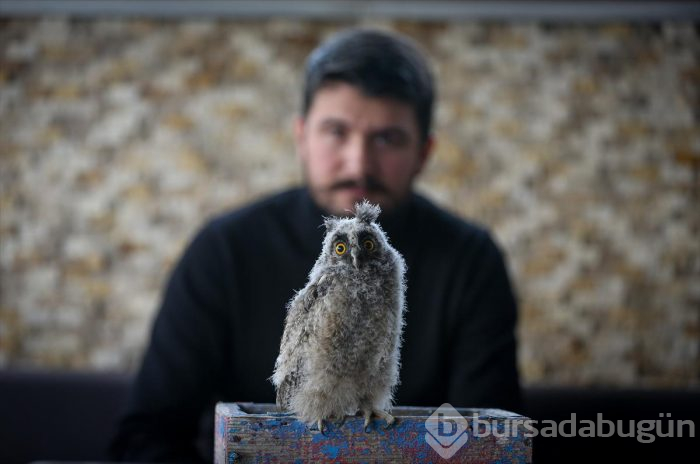 Yaralı flamingo ve yavru baykuşa evinde bakıyor
