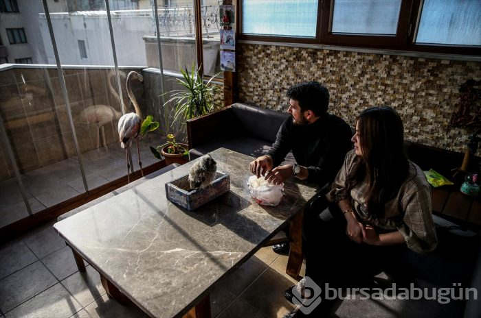 Yaralı flamingo ve yavru baykuşa evinde bakıyor
