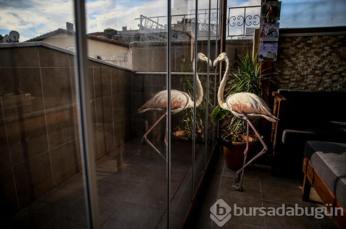 Yaralı flamingo ve yavru baykuşa evinde bakıyor
