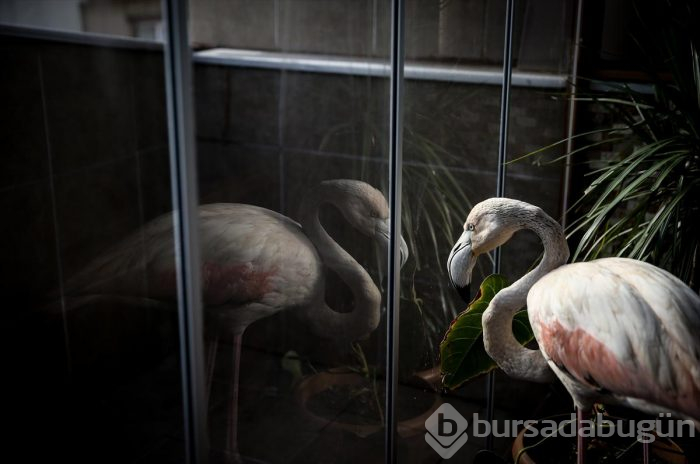 Yaralı flamingo ve yavru baykuşa evinde bakıyor
