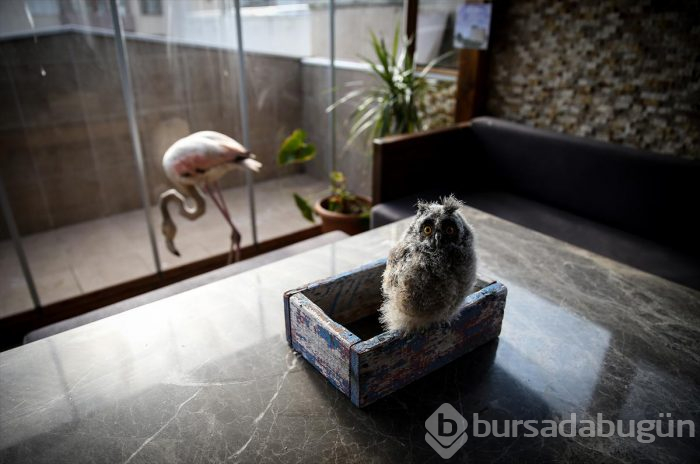 Yaralı flamingo ve yavru baykuşa evinde bakıyor
