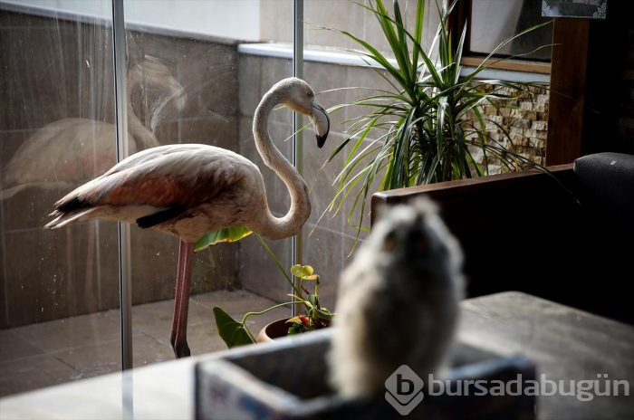 Yaralı flamingo ve yavru baykuşa evinde bakıyor
