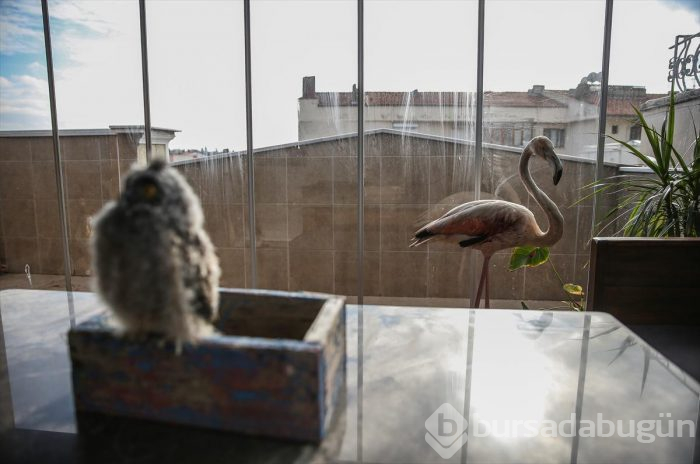 Yaralı flamingo ve yavru baykuşa evinde bakıyor
