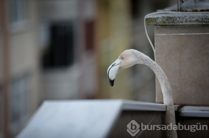 Yaralı flamingo ve yavru baykuşa evinde bakıyor
