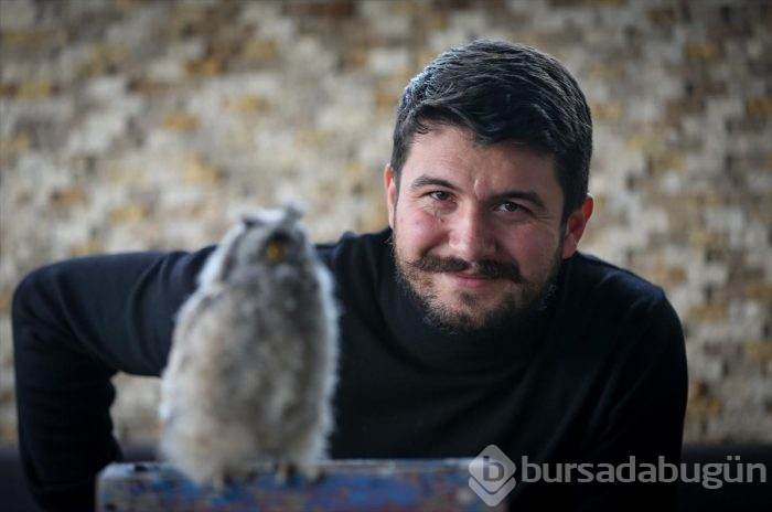 Yaralı flamingo ve yavru baykuşa evinde bakıyor
