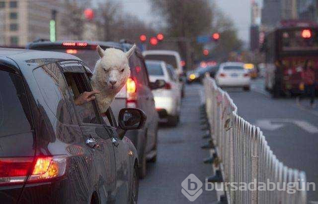 Günün en çok paylaşılan fotoğrafları (17.01.2019)