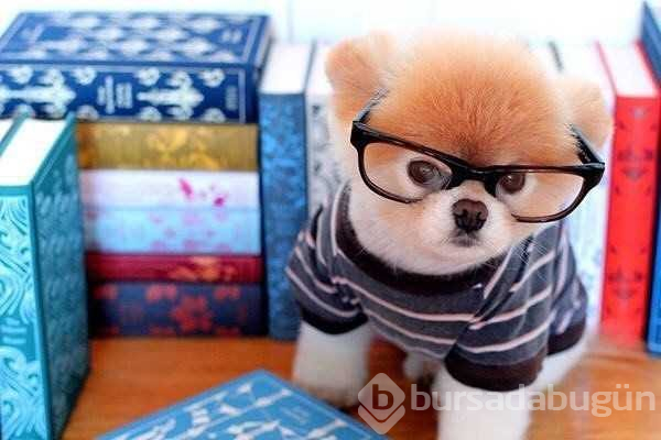 Dünyanın en ünlü köpeği Boo hayatını kaybetti
