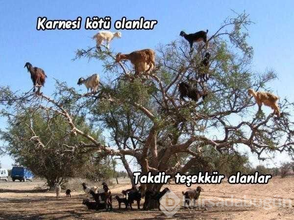 Sosyal medyayı kırıp geçen karne günü capsleri
