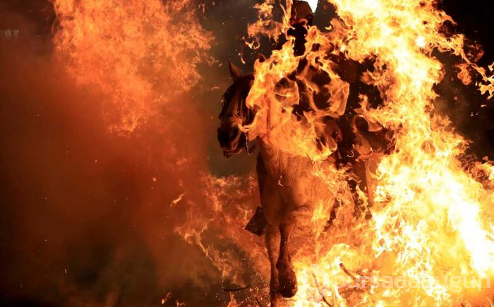 300 yıllık gelenekle atlar ateş üstünde yürütüldü
