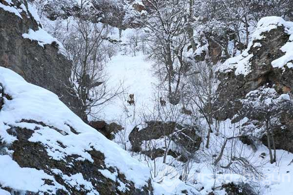 Kar dağ keçilerinin yaşamını da olumsuz etkiliyor
