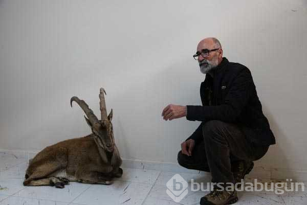 Kar dağ keçilerinin yaşamını da olumsuz etkiliyor
