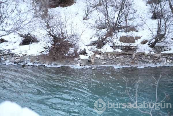 Kar dağ keçilerinin yaşamını da olumsuz etkiliyor
