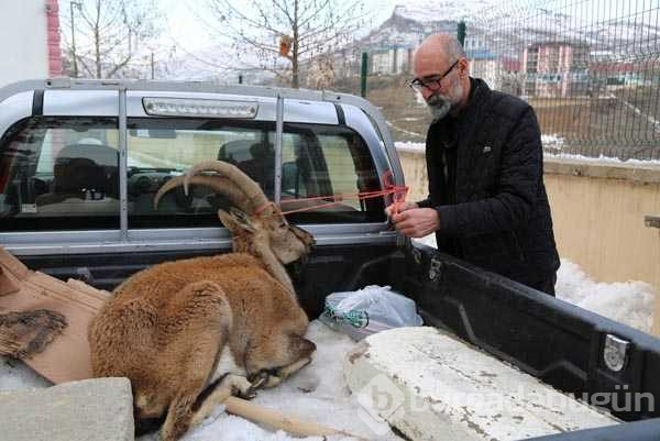 Kar dağ keçilerinin yaşamını da olumsuz etkiliyor
