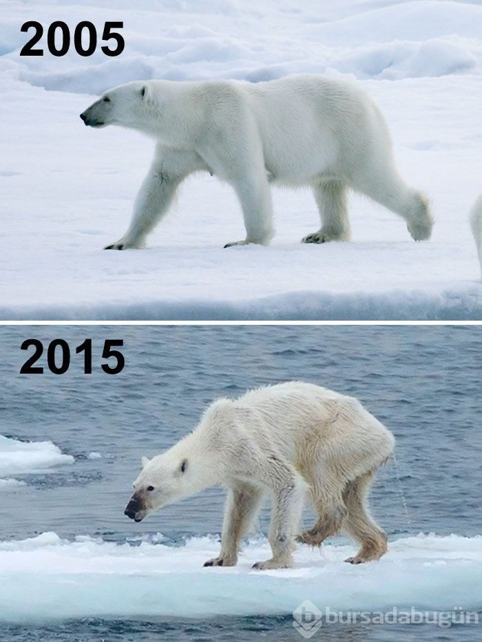 Çevre örgütlerinden #10yearchallenge fotoğrafları