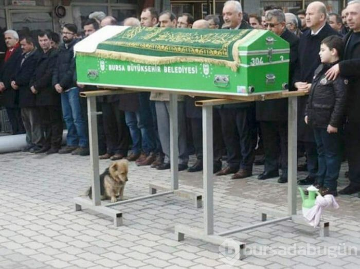 Her gün evden kaçıp, sahibinin mezarına giden köpek!
