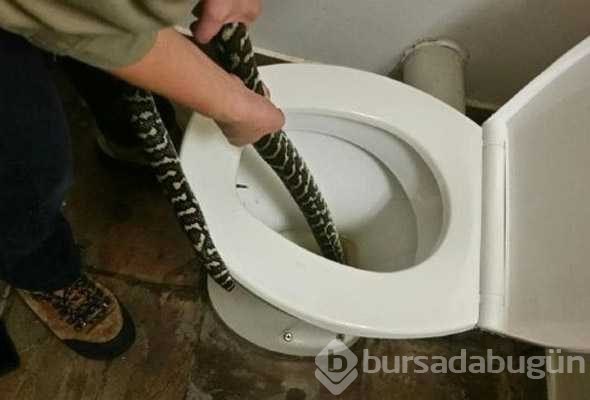 Klozete oturan kadını yılan ısırdı
