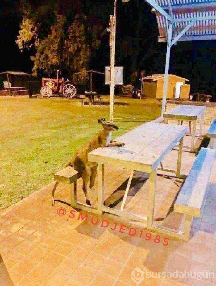   Dünyanın en sevimli hayvanları
