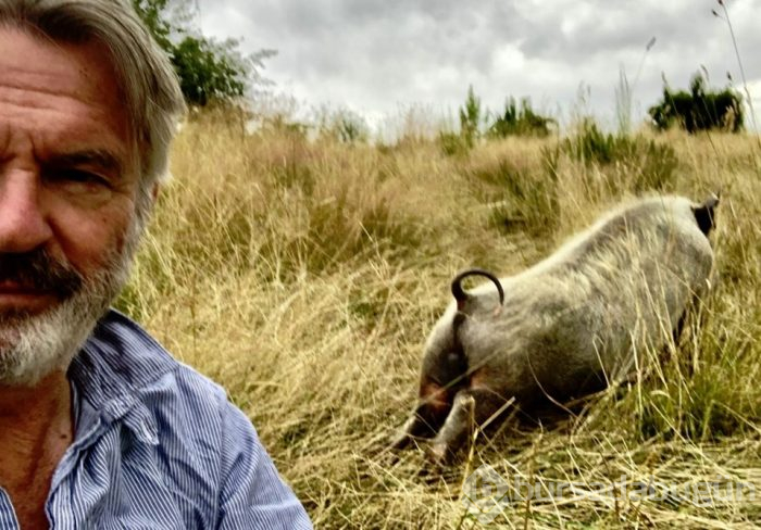 Sam Neill domuzuyla yoga yapıyor