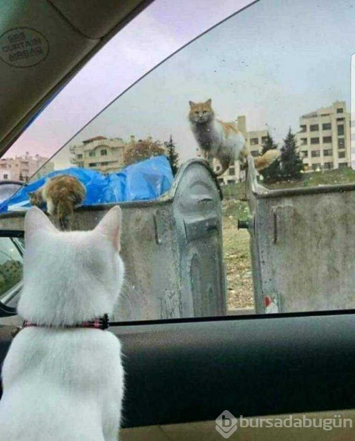 Günün en çok paylaşılan fotoğrafları (29.01.2019)