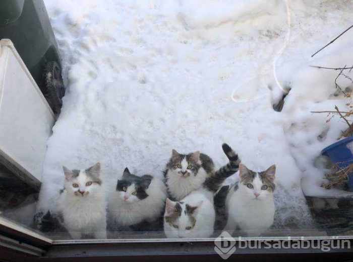 Günün en çok paylaşılan fotoğrafları (31.01.2019)