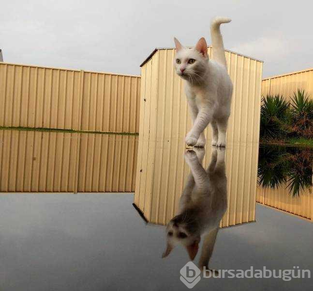 Günün en çok paylaşılan fotoğrafları (31.01.2019)