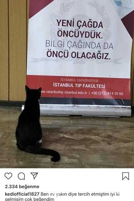 İstanbul Tıp Fakültesinin fenomen kedisi: Şanslı
