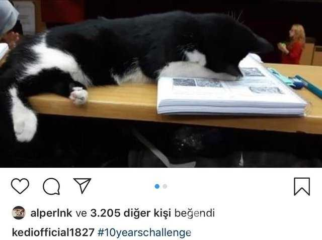 İstanbul Tıp Fakültesinin fenomen kedisi: Şanslı
