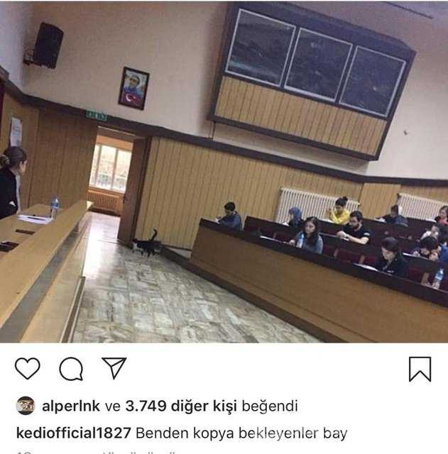 İstanbul Tıp Fakültesinin fenomen kedisi: Şanslı
