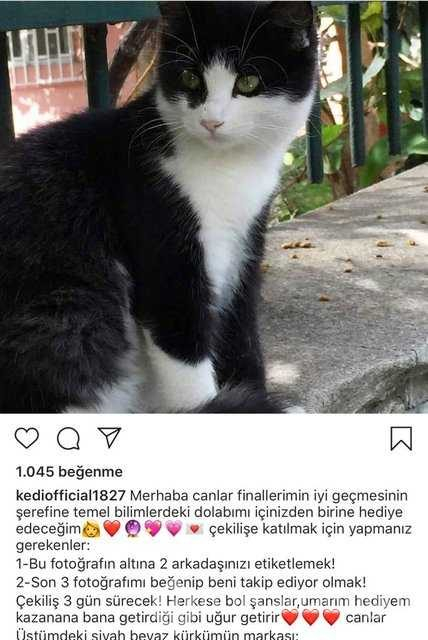 İstanbul Tıp Fakültesinin fenomen kedisi: Şanslı
