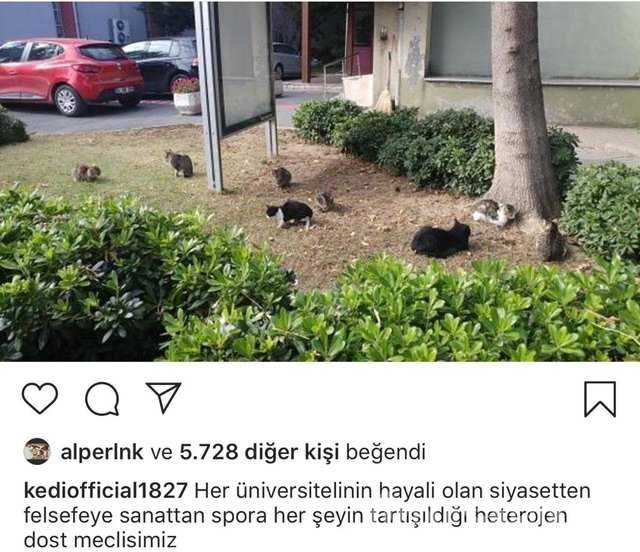 İstanbul Tıp Fakültesinin fenomen kedisi: Şanslı
