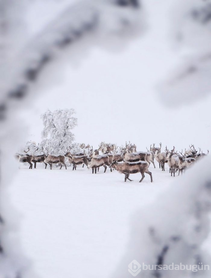Norveç'te eksi 35 derecede Ren geyiklerinin izinde