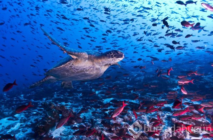 Grace Kelly'nin yatıyla Darwin'in izinde Galapagos Adaları (Balayı tatili önerileri)