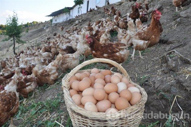 Yumurta kabuğunu fırına koyun sonra da fırında pişirin!

