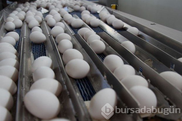 Yumurta kabuğunu fırına koyun sonra da fırında pişirin!

