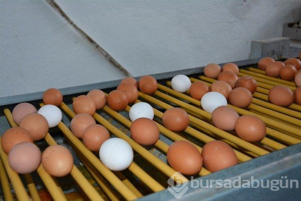Yumurta kabuğunu fırına koyun sonra da fırında pişirin!


