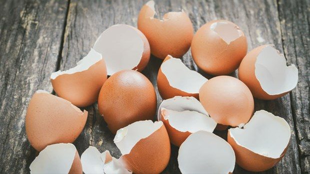Yumurta kabuğunu fırına koyun sonra da fırında pişirin!

