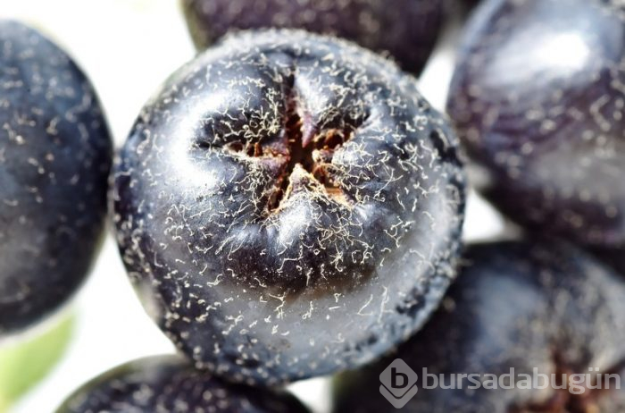 Aronia meyvesinin faydaları nelerdir