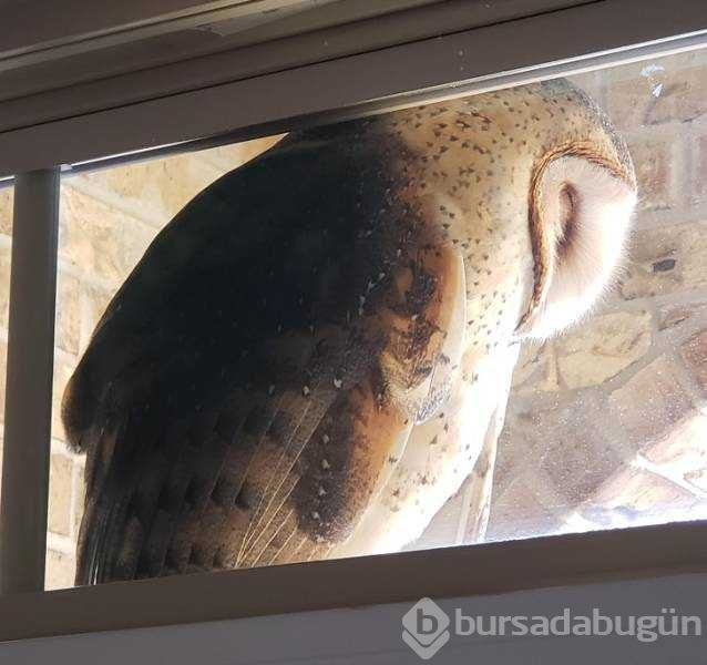 Hayvanların görenleri şaşırtan halleri
