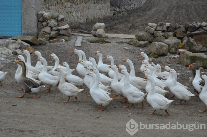 Frigya'nın 3 bin yıllık lezzetini yeniden canlandırdılar: Siyez buğdaylı kaz yemeği
