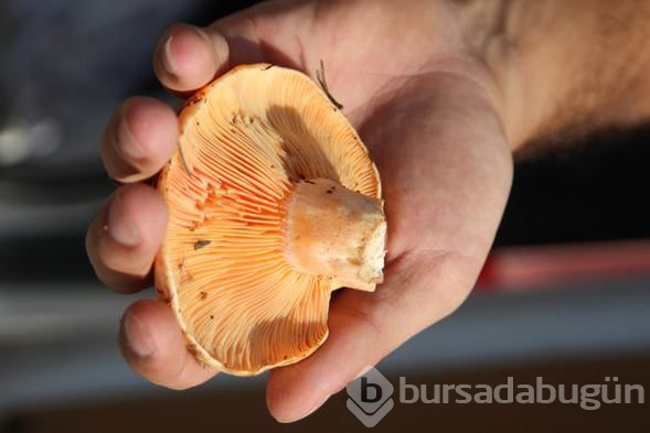 Faydaları saymakla bitmeyen mantarı et yerine bile tüketebilirsiniz!
