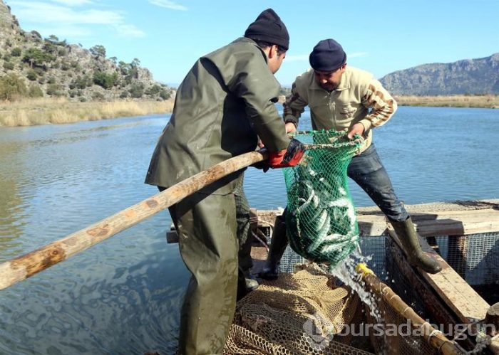 Dalyan'dan çıkıyor! Suriye ve Mısır'a ihraç ediliyor
