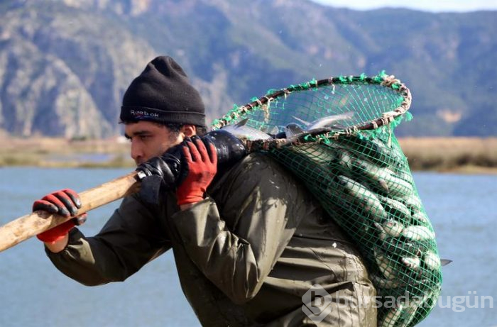 Dalyan'dan çıkıyor! Suriye ve Mısır'a ihraç ediliyor
