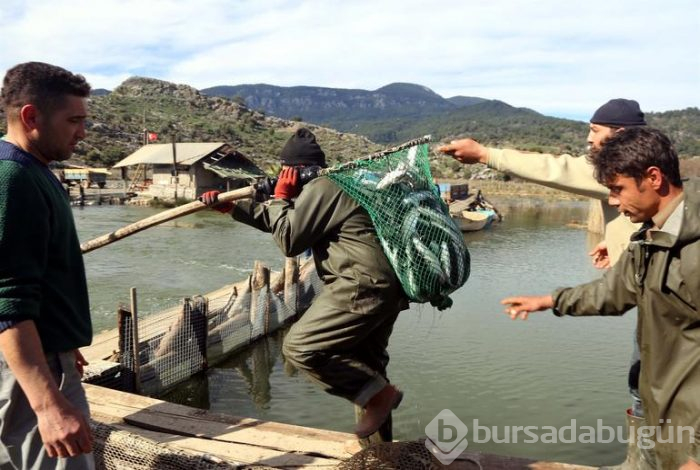 Dalyan'dan çıkıyor! Suriye ve Mısır'a ihraç ediliyor
