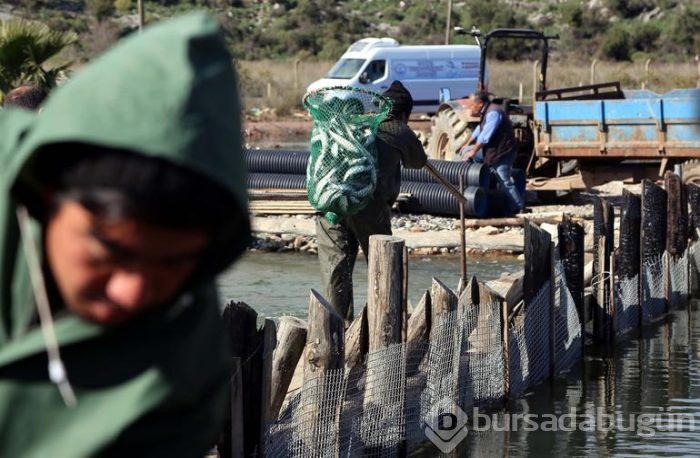 Dalyan'dan çıkıyor! Suriye ve Mısır'a ihraç ediliyor
