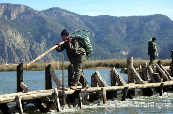 Dalyan'dan çıkıyor! Suriye ve Mısır'a ihraç ediliyor
