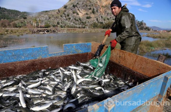 Dalyan'dan çıkıyor! Suriye ve Mısır'a ihraç ediliyor
