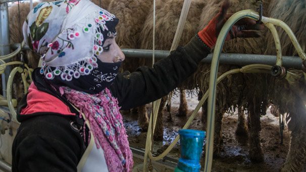 'Elit'lerin kuzularına özel bakım
