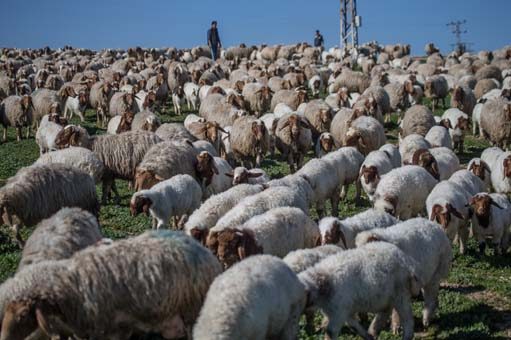 'Elit'lerin kuzularına özel bakım
